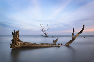 Fallen trees from the maritime forest rest in the calm ocean