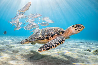 A Hawksbill Sea Turtle leads a flotilla of Blue Runners (fish)