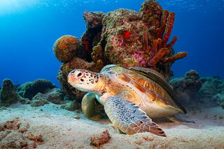 A Green Sea Turtle rests on the reef