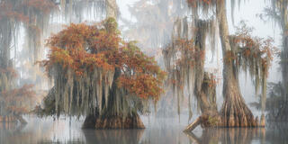 Autumn cypress trees draped in Spanish moss in a misty swamp