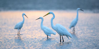 Egret Bounty