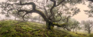 An ancient, twisted oak in the foggy Fanal Forest