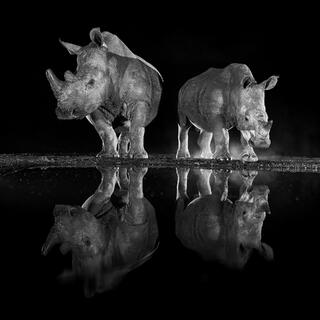 Two white rhinos and their reflections at a watering hole at night