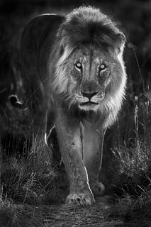 A male lion walks toward the camera through the grass