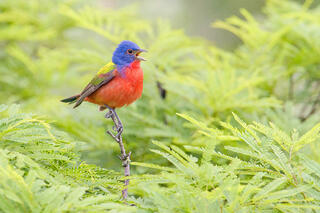 Painted Bunting Song