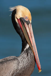 Proud Pelican