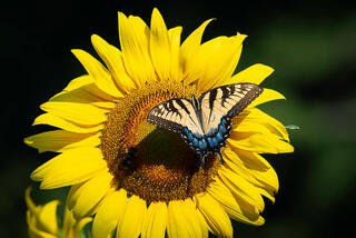 Swallowtail and Sunflower
