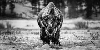 A frost-covered bison bull wades through deep snow
