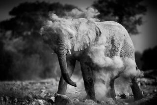 A desert elephant throws sand over its back