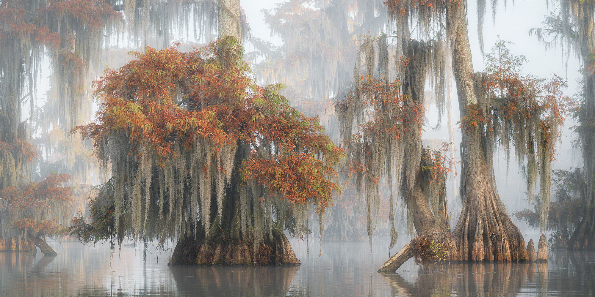 Adrift Among the Cypresses Autumn cypress trees draped in Spanish moss in a misty swamp