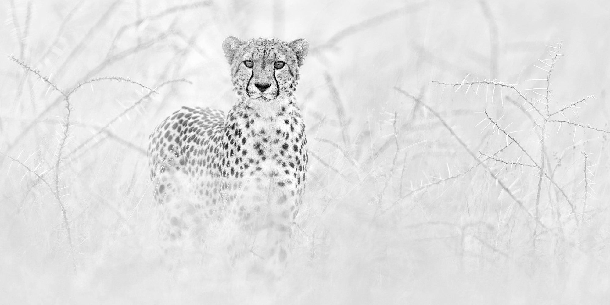 Cheetah A cheetah watches from the tall grass