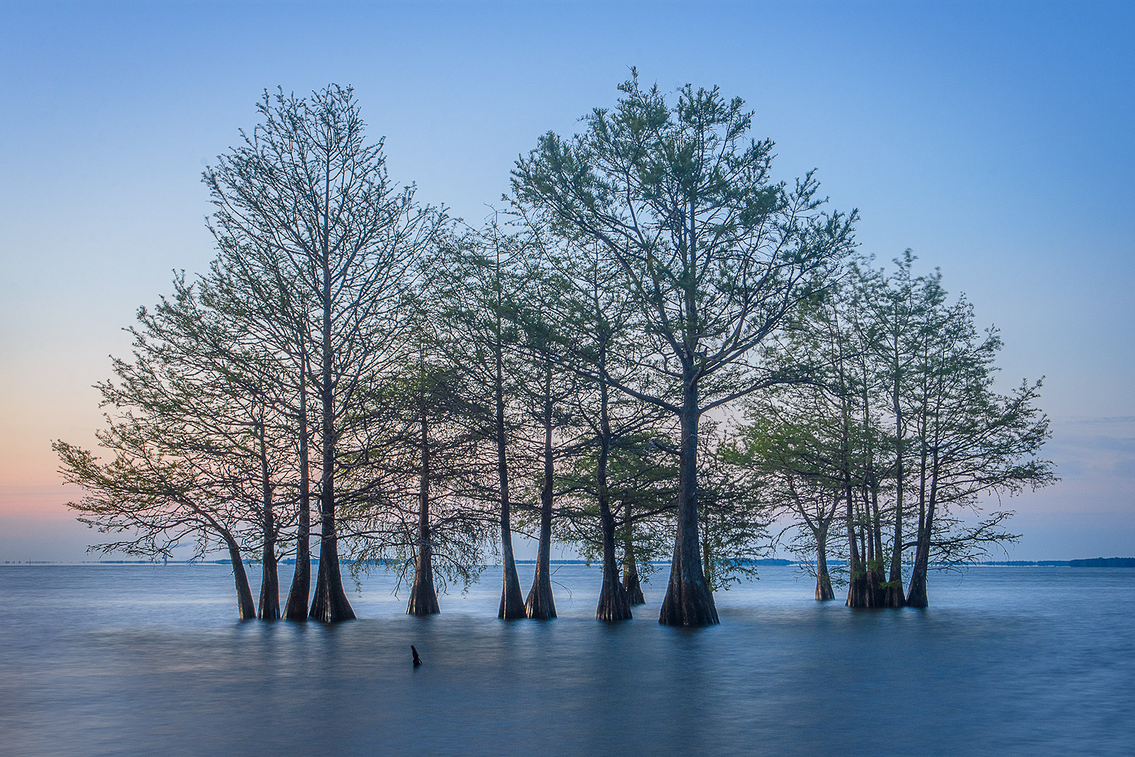 Cypress Guard