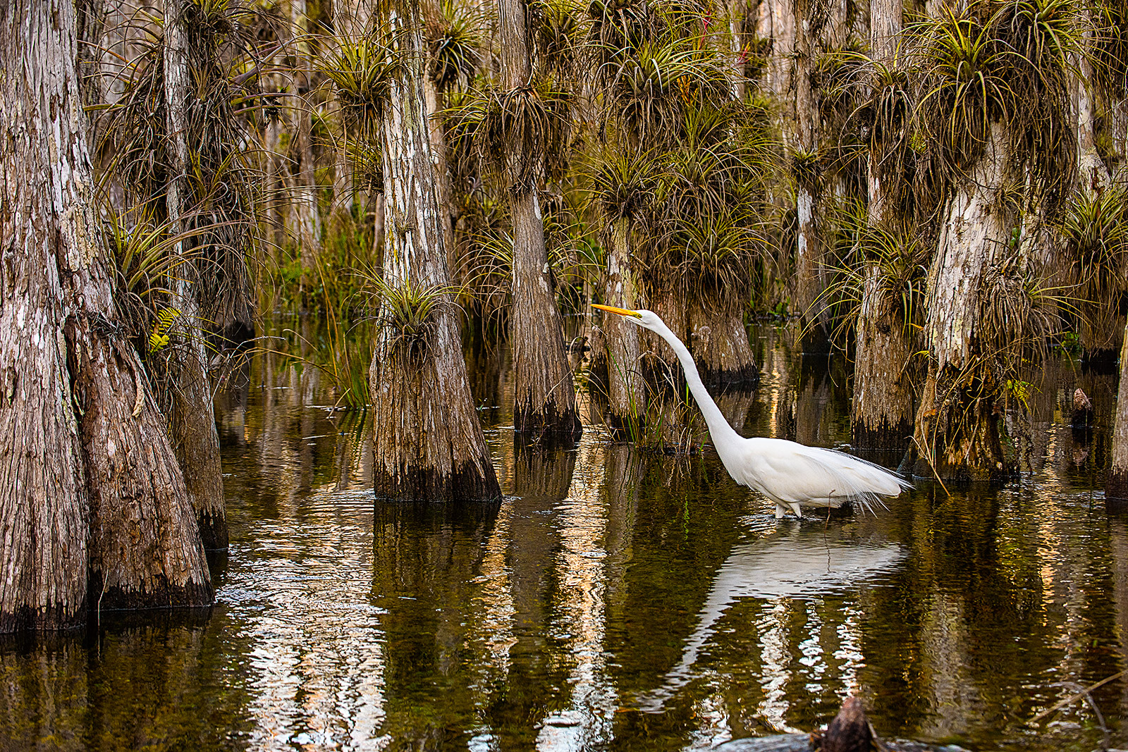 Egret in Swamp