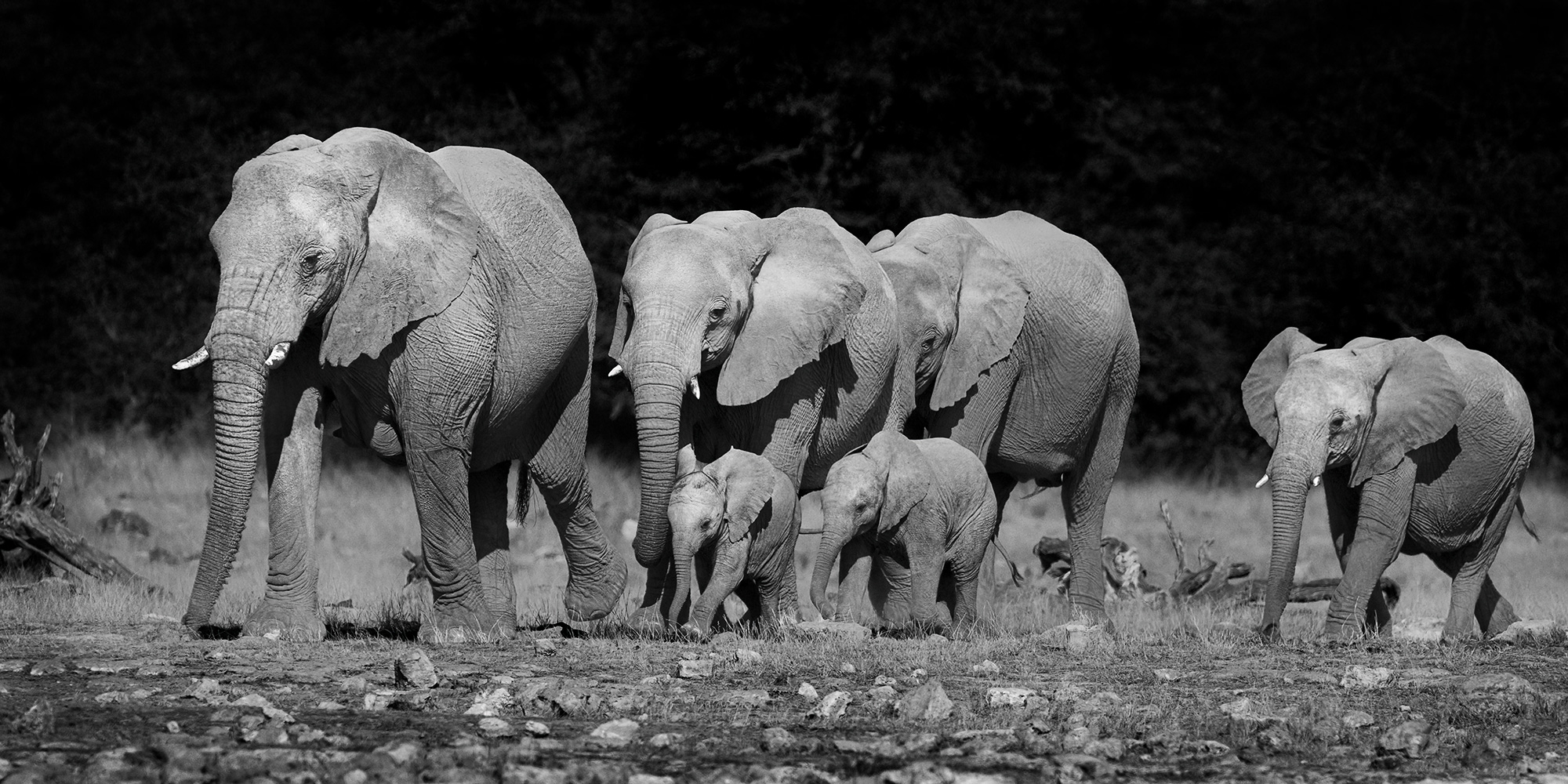 Elephant Family A family of elephants with young walking together