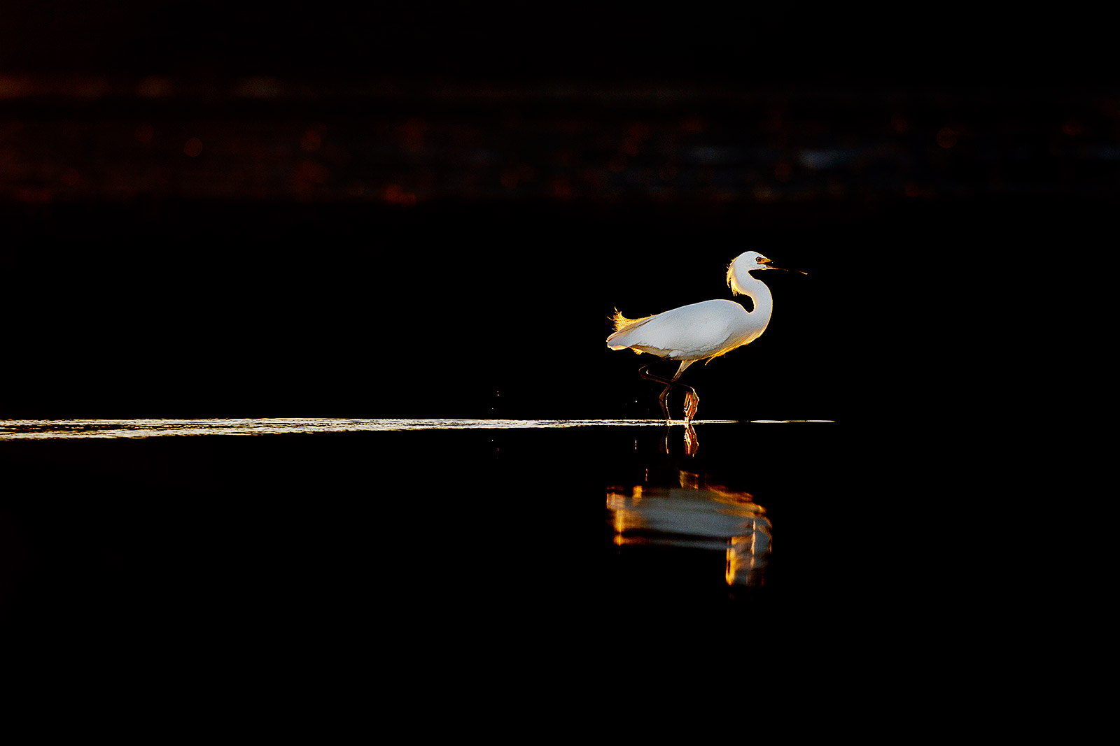 Evening Stroll