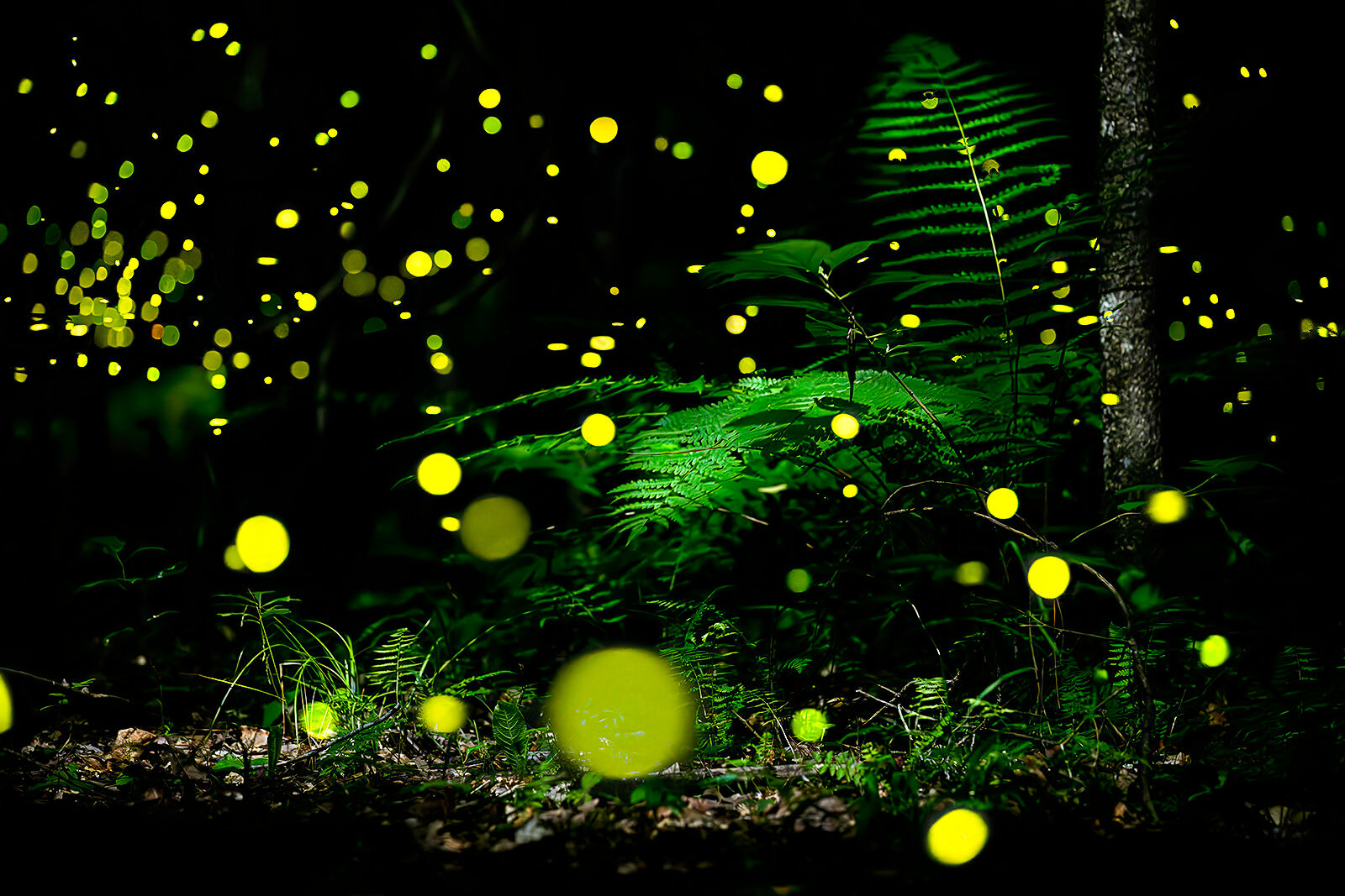 Fireflies in Moonlight