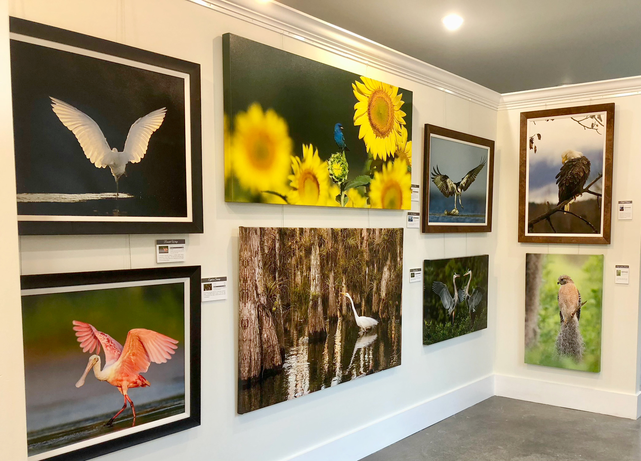 Robert Rommel - Gallery of Nature