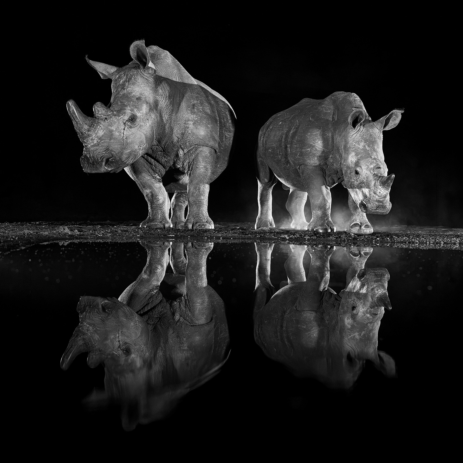Ironclad Two white rhinos and their reflections at a watering hole at night