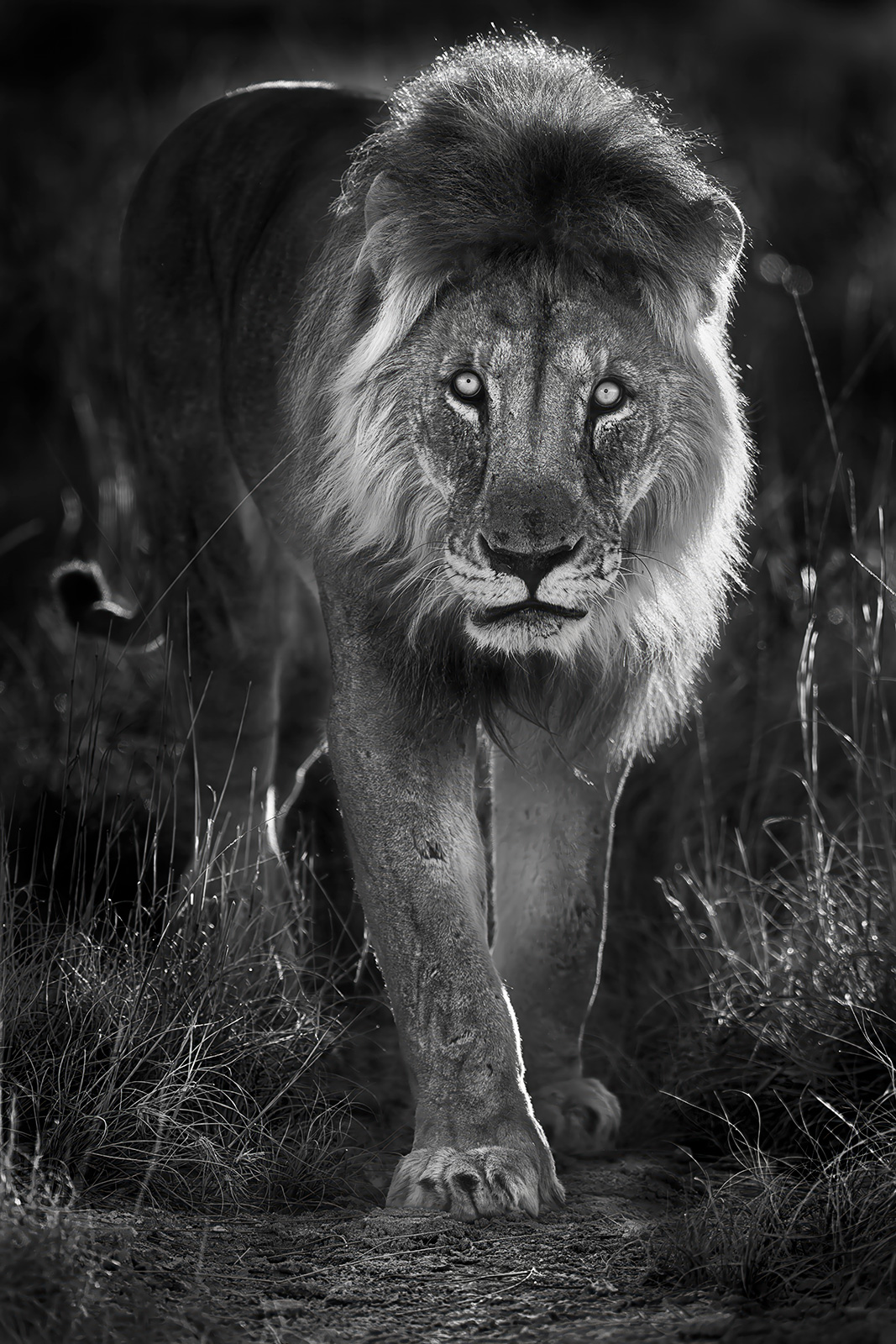 King of Etosha A male lion walks toward the camera through the grass