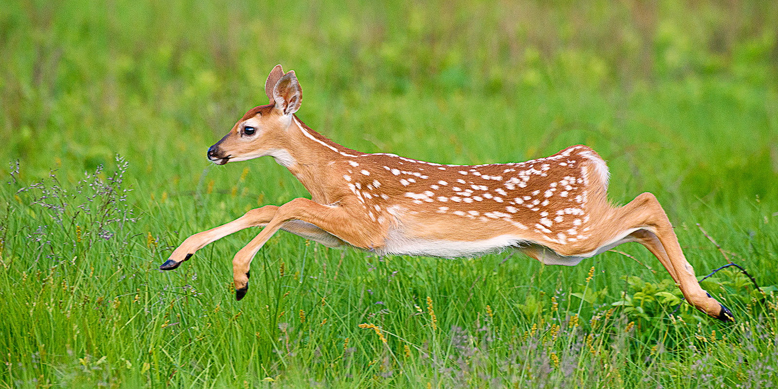 Leaping