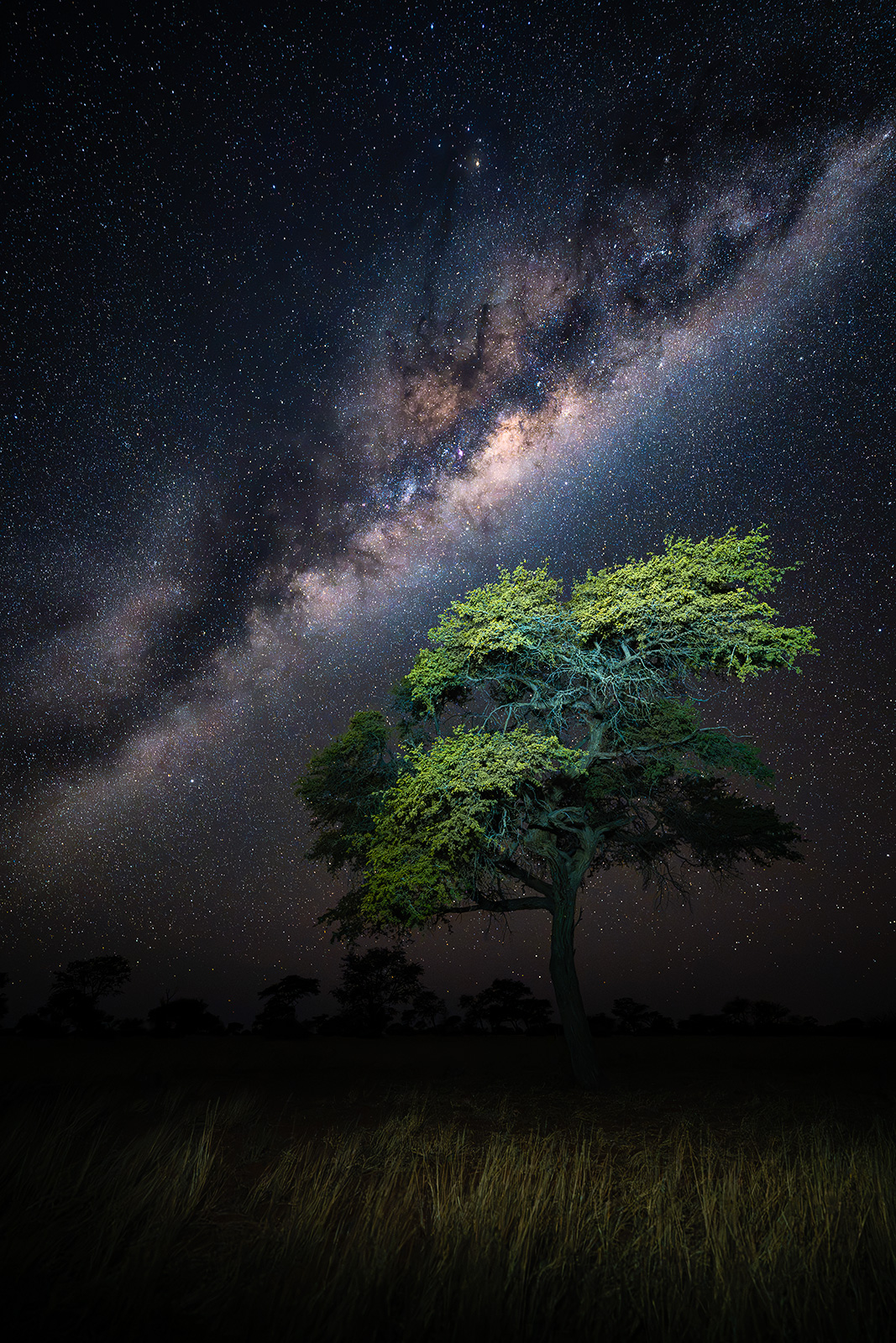 Milky Way with Acacia An acacia tree lit beneath the center of the Milky Way
