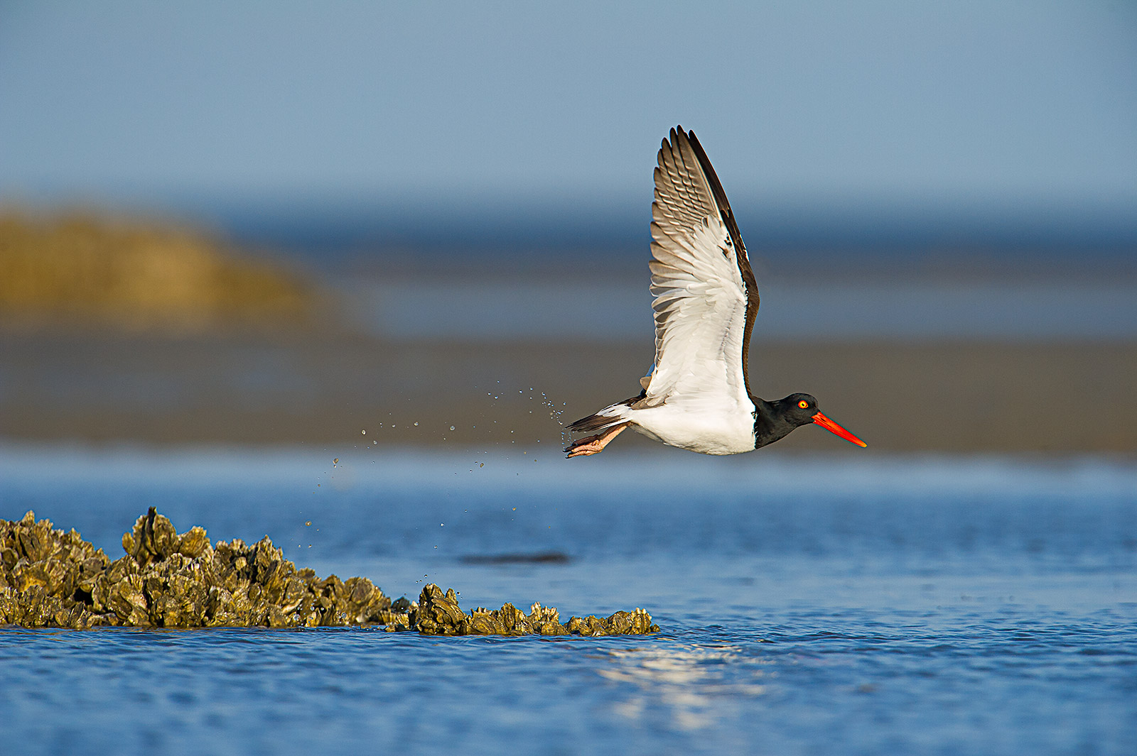 Oystercatcher Blastoff