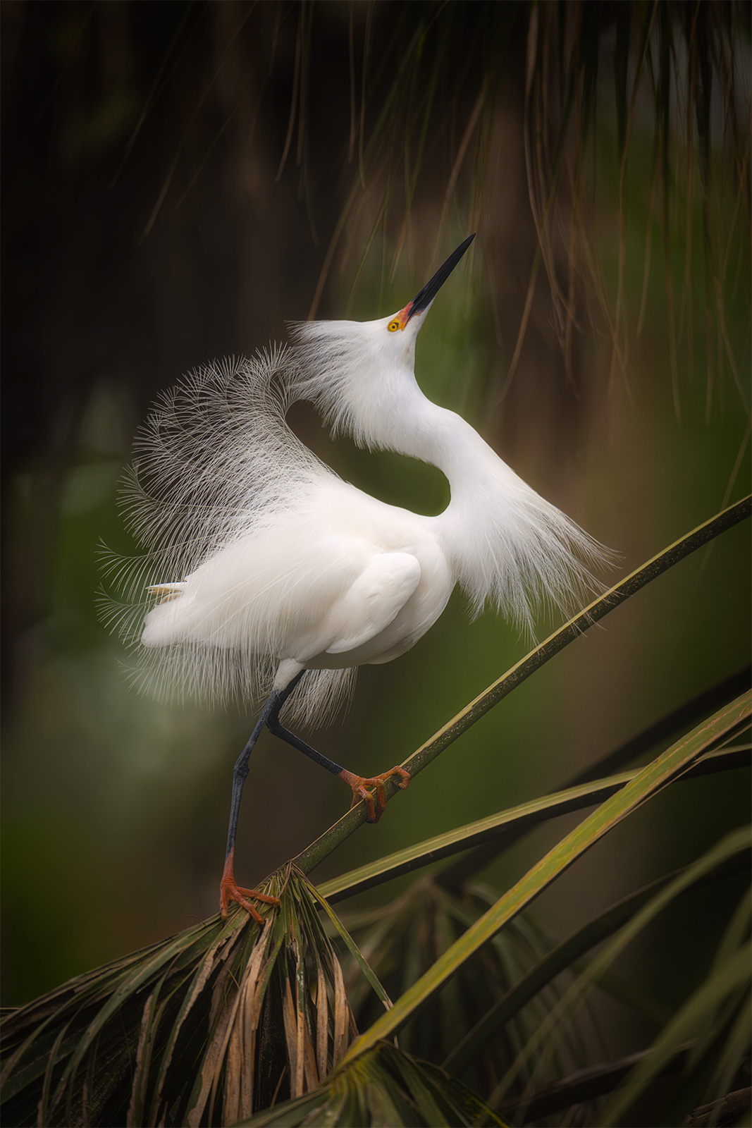 Poised A snowy egret displays its plumes atop palmetto fronds