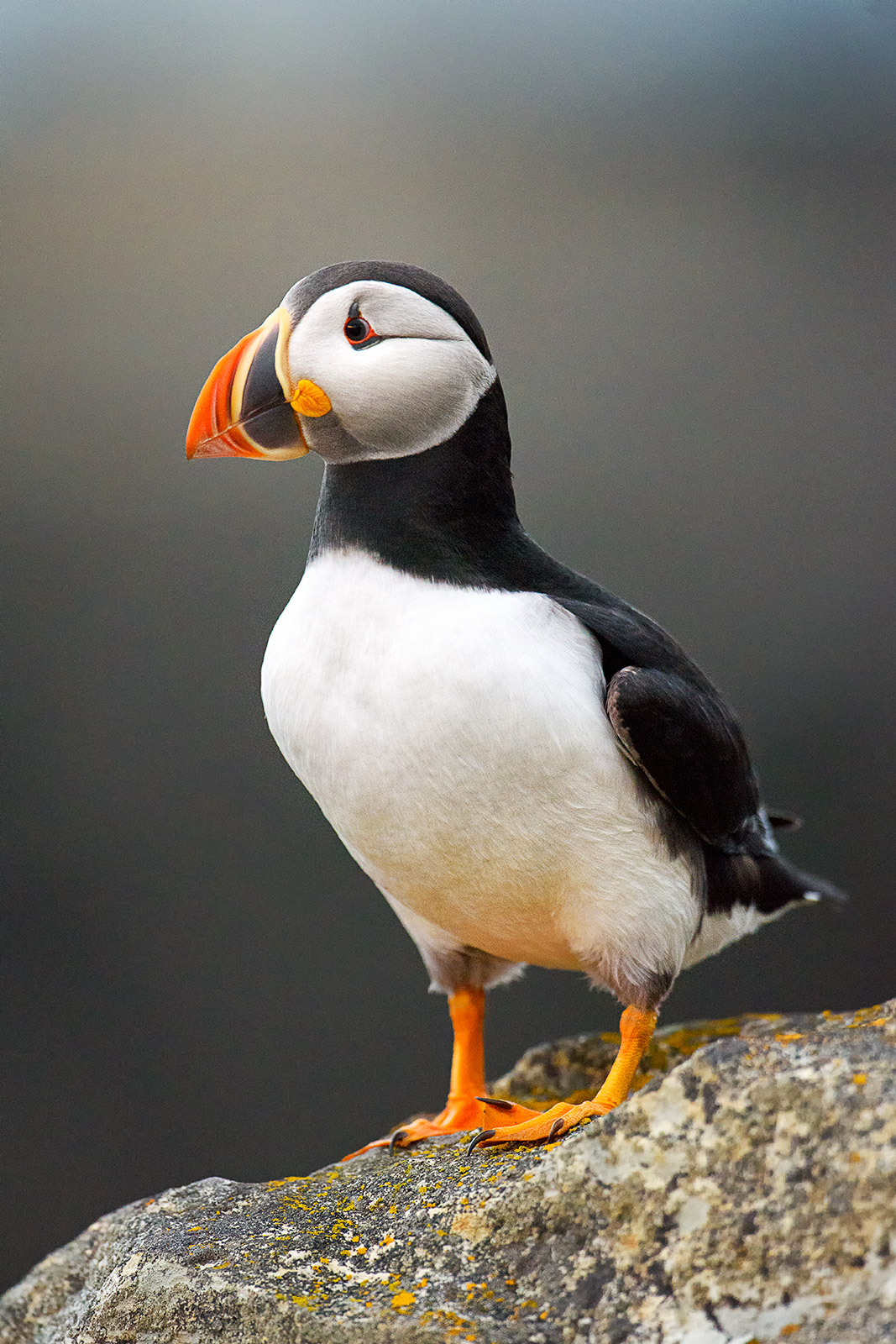 Puffin Portrait