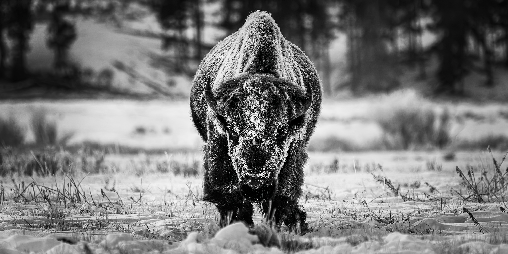 The Snows of Yellowstone A frost-covered bison bull wades through deep snow