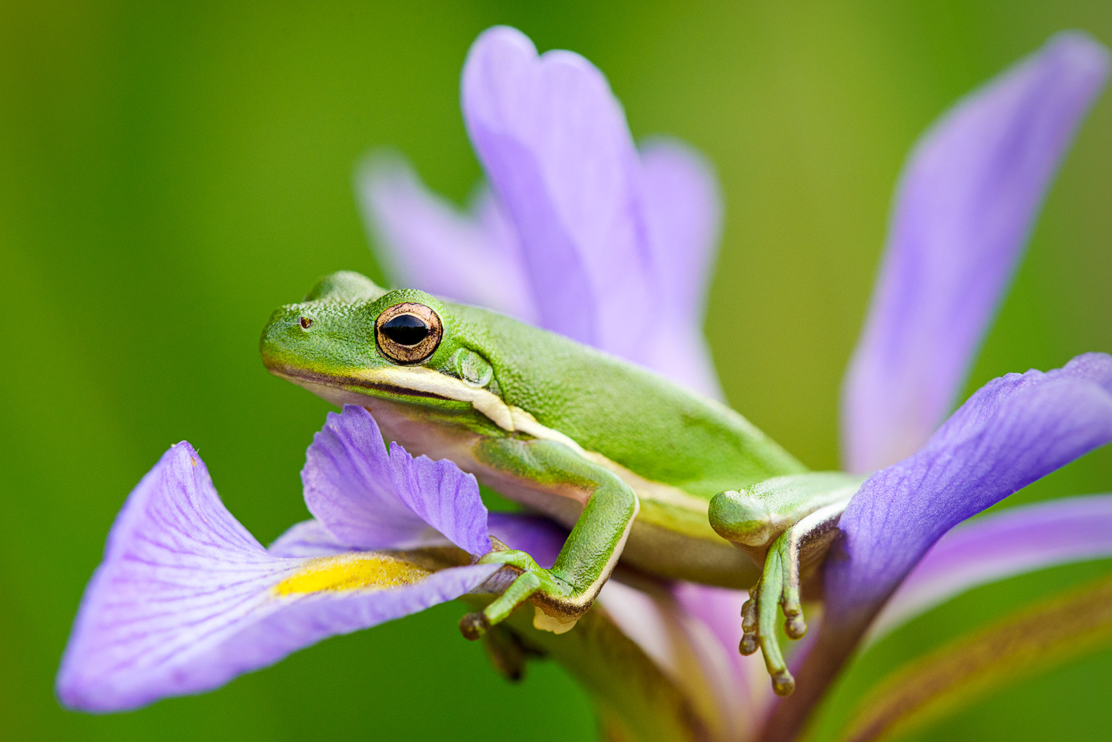 Tree Frog on Iris