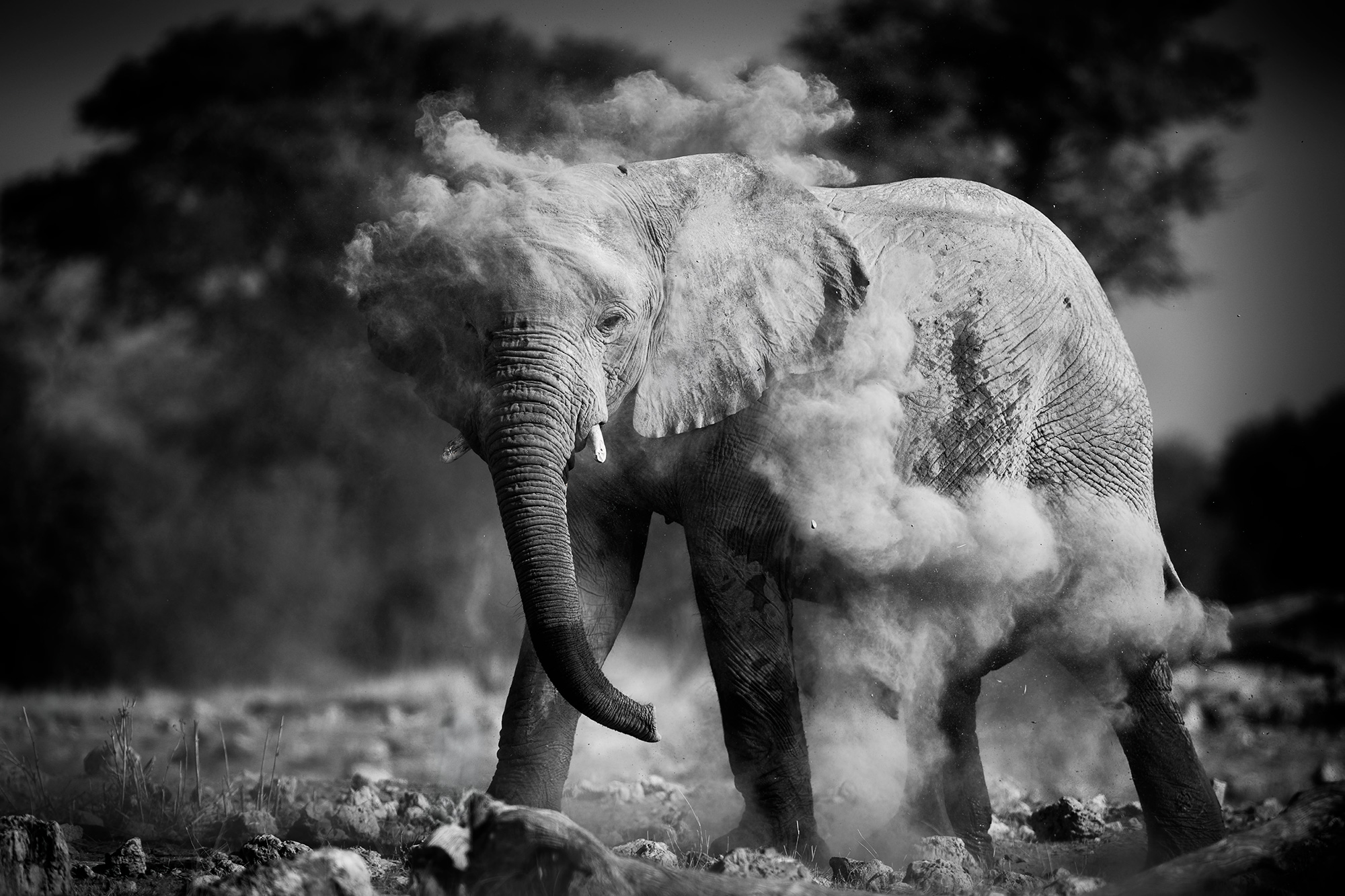 Veil of Dust A desert elephant throws sand over its back