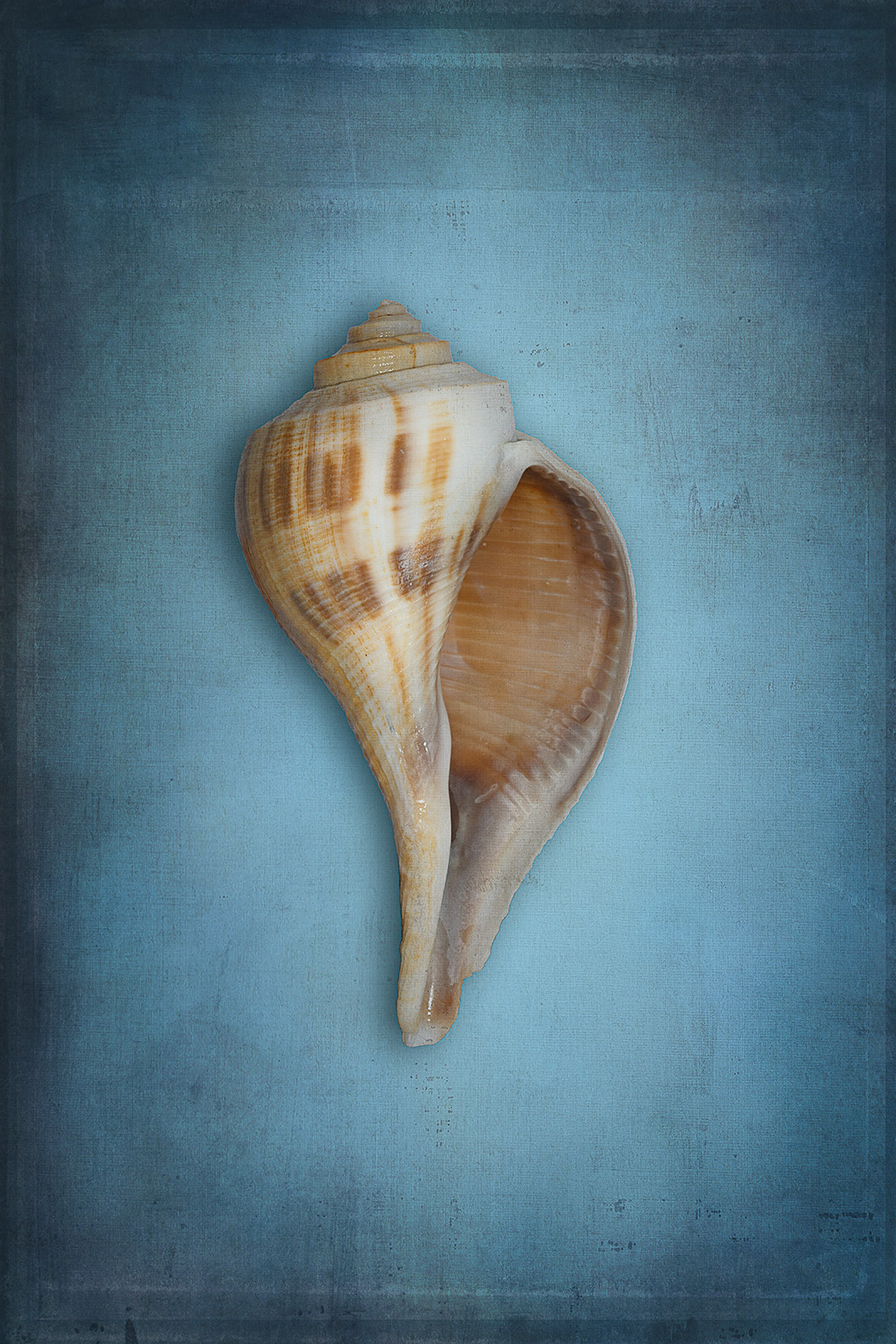 Whelk