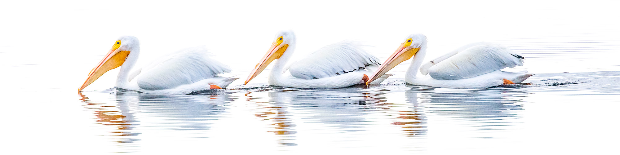 White Pelicans